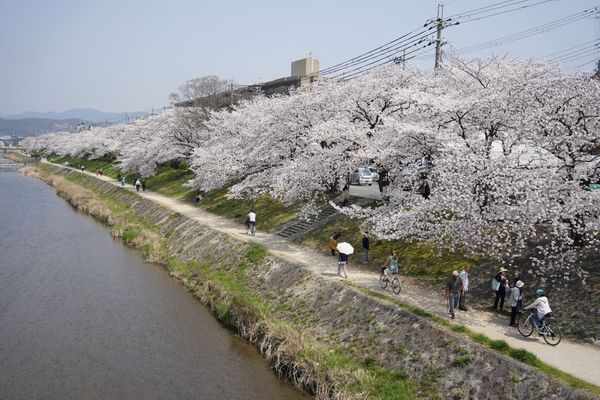 在鸭川的通透之上流淌 / 镜花水月